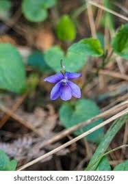 Attēlu rezultāti vaicājumam “Viola hirta leaf”