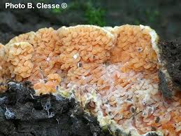 Attēlu rezultāti vaicājumam “Leucogyrophana mollusca”