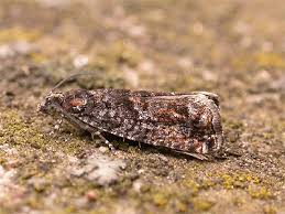 Attēlu rezultāti vaicājumam “Epinotia immundana”