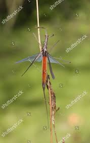 Attēlu rezultāti vaicājumam “Ranatra linearis”