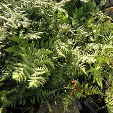 Attēlu rezultāti vaicājumam “Gymnocarpium robertianum”