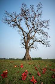 Image result for pohon semalu images