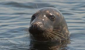 Image result for Halichoerus grypus