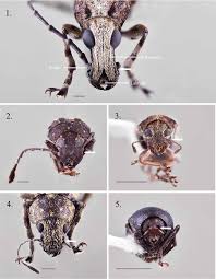 Attēlu rezultāti vaicājumam “Anthribidae”