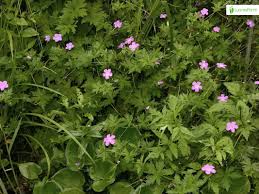 Attēlu rezultāti vaicājumam “Geranium palustre flower”