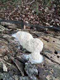 Attēlu rezultāti vaicājumam “Fuligo septica var. rufa”