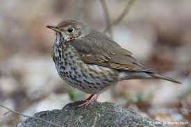 Attēlu rezultāti vaicājumam “Turdus philomelos adult”