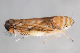 Attēlu rezultāti vaicājumam “Capsodes gothicus imago”