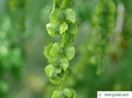 Attēlu rezultāti vaicājumam “Pterocarya fraxinifolia leaf”