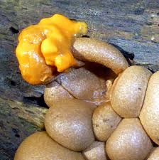 Attēlu rezultāti vaicājumam “Hemitrichia calyculata stalked”