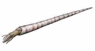 Attēlu rezultāti vaicājumam “Endoceras”