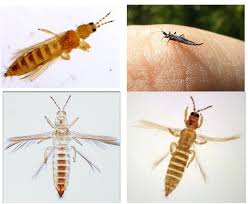 Attēlu rezultāti vaicājumam “Thysanoptera”