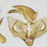 Attēlu rezultāti vaicājumam “Borkhausenia minutella”