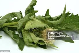 Attēlu rezultāti vaicājumam “Cirsium oleraceum leaf”