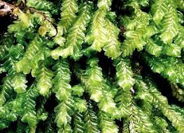 Attēlu rezultāti vaicājumam “Plagiochila porelloides sporophyte”