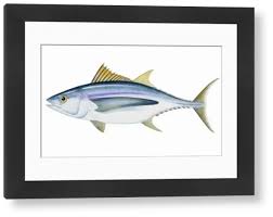 Image result for Thunnus alalunga