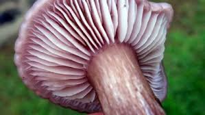 Attēlu rezultāti vaicājumam “Leporida”