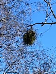 Attēlu rezultāti vaicājumam “Taphrina betulina”