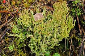Attēlu rezultāti vaicājumam “Cladonia squamosa”