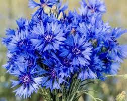 Attēlu rezultāti vaicājumam “Centaurea jacea flower”