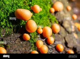 Attēlu rezultāti vaicājumam “Lycogala conicum young”