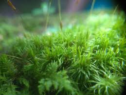 Attēlu rezultāti vaicājumam “Dicranum flagellare”