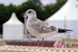 Attēlu rezultāti vaicājumam “Larus canus”