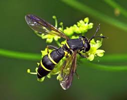 Attēlu rezultāti vaicājumam “Agathomyia wankowiczii”