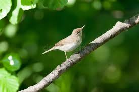 Attēlu rezultāti vaicājumam “Acrocephalus dumetorum”