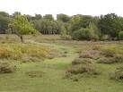 White Moor, New Forest - via Daymix