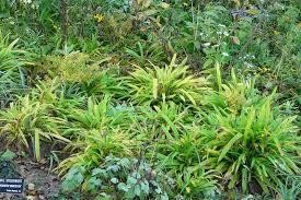 Attēlu rezultāti vaicājumam “Carex loliacea leaf”