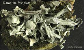 Attēlu rezultāti vaicājumam “Ramalina fastigiata”