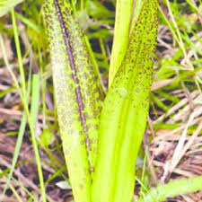 Attēlu rezultāti vaicājumam “Dactylorhiza cruenta leaf”