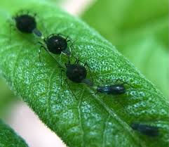 Attēlu rezultāti vaicājumam “Uroleucon hypochoeridis”