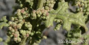 Image result for Chenopodium botrys