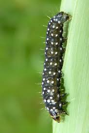 Attēlu rezultāti vaicājumam “Aphelia paleana larva”