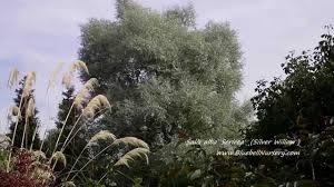 Attēlu rezultāti vaicājumam “Salix alba var. sericea”