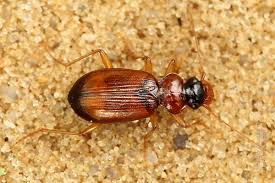 Attēlu rezultāti vaicājumam “Leistus terminatus”