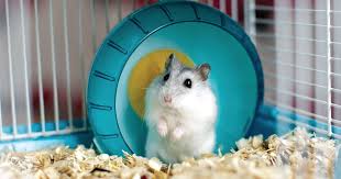 Image result for Gerbil