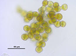 Attēlu rezultāti vaicājumam “Tritomaria exsectiformis”