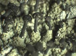 Attēlu rezultāti vaicājumam “Calicium viride”