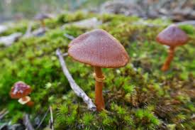 Attēlu rezultāti vaicājumam “Rimbachia neckerae”