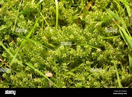 Attēlu rezultāti vaicājumam “Rhytidiadelphus squarrosus”