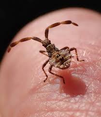 Attēlu rezultāti vaicājumam “Coreus marginatus nymph”