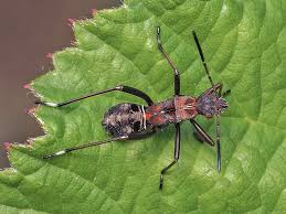 Attēlu rezultāti vaicājumam “Alydus calcaratus”