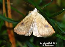 Attēlu rezultāti vaicājumam “Rivula sericealis”