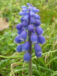 Attēlu rezultāti vaicājumam “Muscari botryoides”