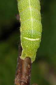Attēlu rezultāti vaicājumam “Orthosia larvae”