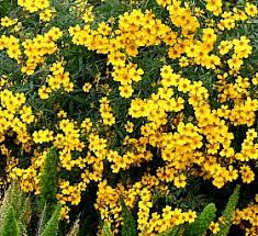 Attēlu rezultāti vaicājumam “Tagetes”