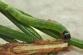 Attēlu rezultāti vaicājumam “Dichelia histrionana”